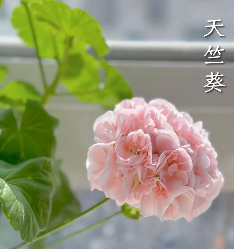 天竺葵如何爆花？养出爆花天竺葵的秘诀是什么？