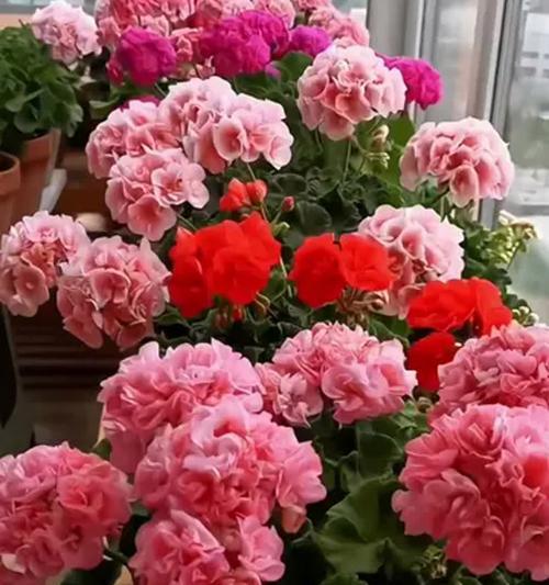 天竺葵如何爆花？养出爆花天竺葵的秘诀是什么？