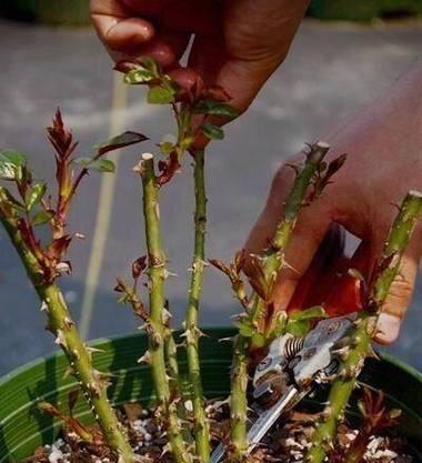 月季花枝条修剪方法及效果如何？