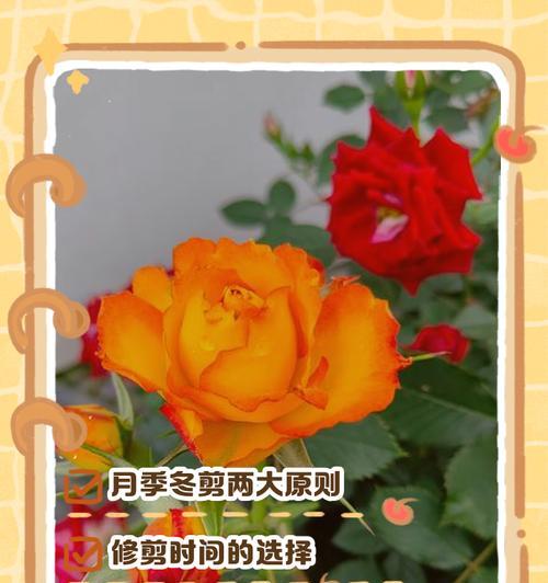 月季花枝条修剪方法及效果如何？