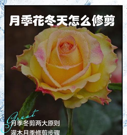 月季花枝条修剪方法及效果如何？