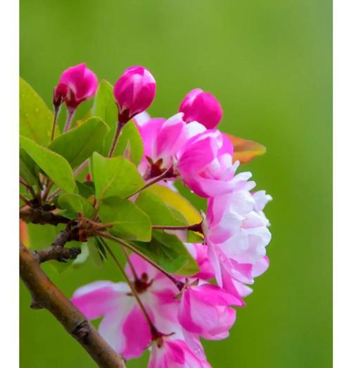 柿子仿真花摆件有何寓意？家居装饰中的含义是什么？