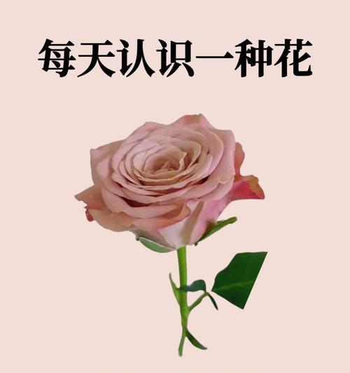柿子仿真花摆件有何寓意？家居装饰中的含义是什么？