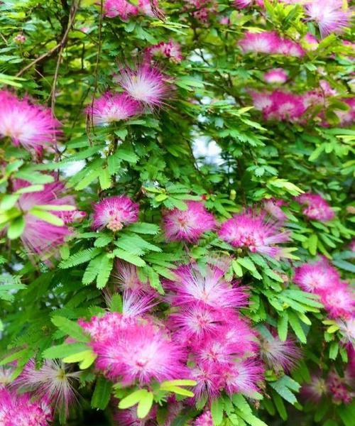 寓意友谊的花有哪些？它们代表了怎样的情感？