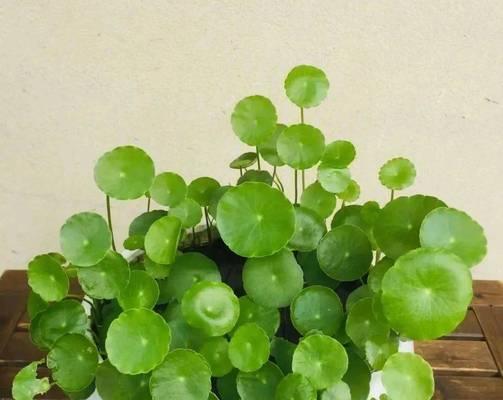 雨伞花的寓意是什么？雨伞花象征着什么？