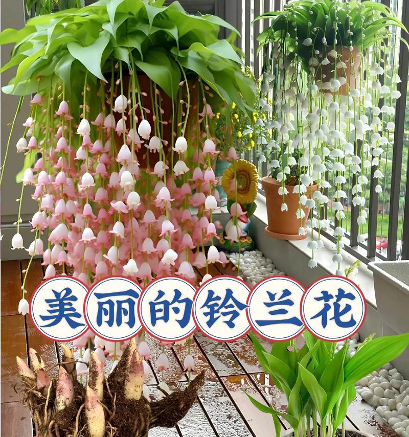 花的象征意义有哪些？