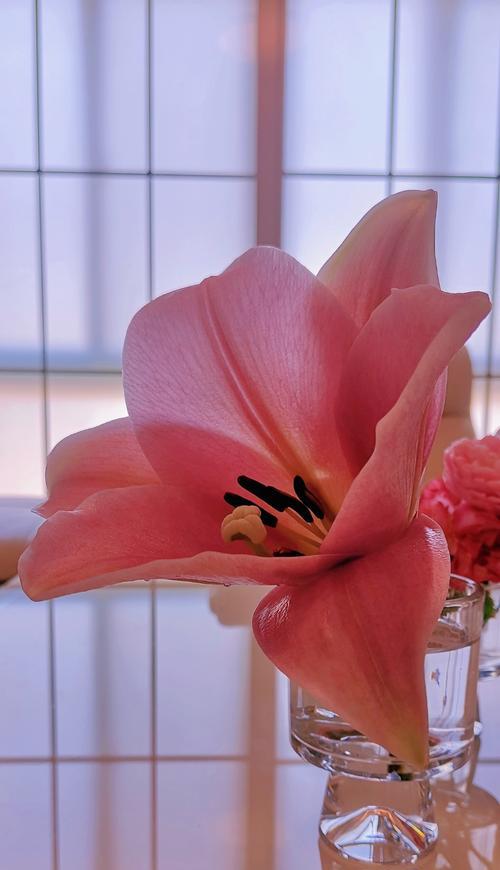 无用的象征花是什么？象征无用的花有哪些？