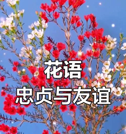 澳洲腊梅的花语及其象征意义是什么？