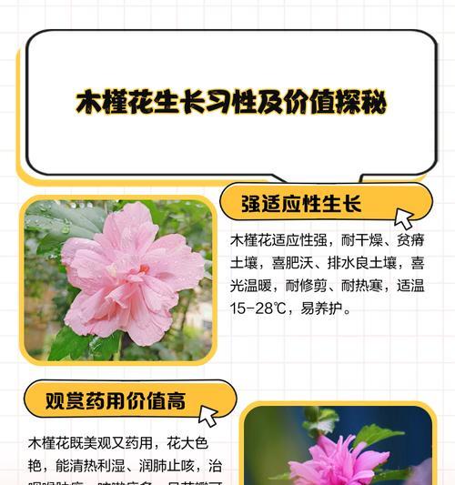 木槿花在成语中寓意什么？