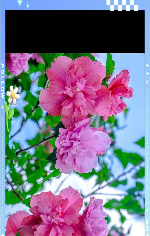 木槿花在成语中寓意什么？