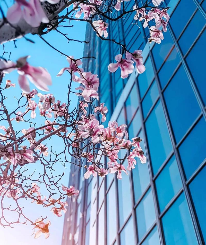桃花树代表什么？桃花树在风水中有何寓意？