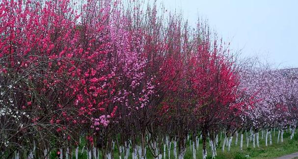 桃花树代表什么？桃花树在风水中有何寓意？