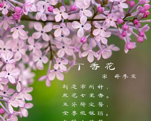 推荐寓意花的语句有哪些？诗句中花的寓意词语是什么？