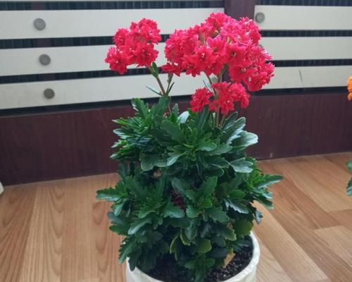 家庭园艺中好养且寓意好的花有哪些？