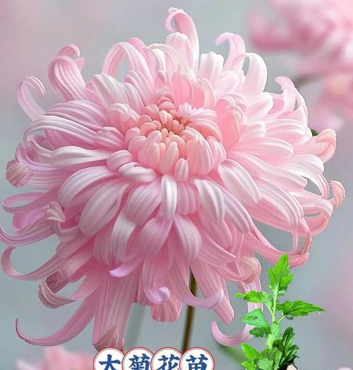 哪些花象征生命力旺盛？