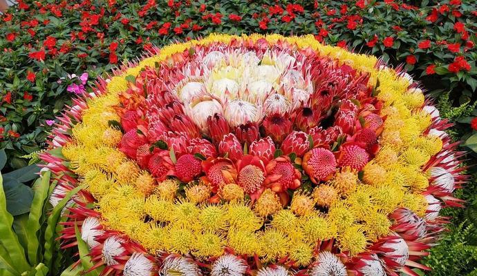 哪些花象征生命力旺盛？