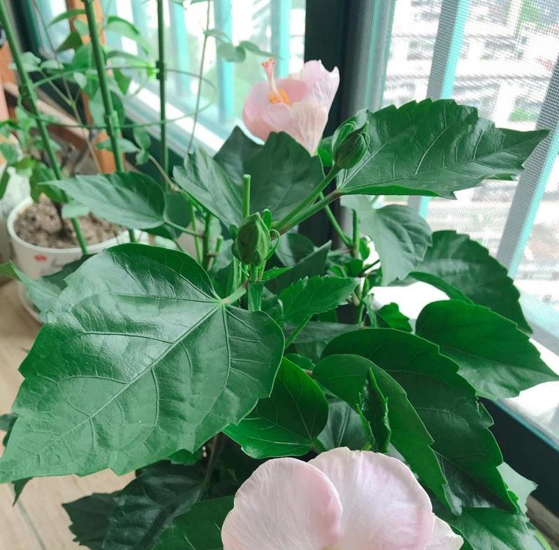 寓意勤奋的盆栽有哪些花？哪些盆栽代表勤劳？