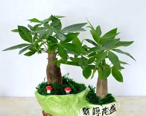 寓意勤奋的盆栽有哪些花？哪些盆栽代表勤劳？