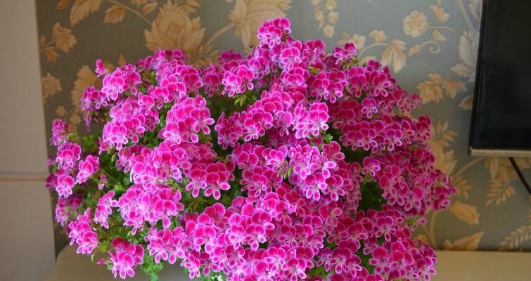 “爆花”一词在标题中代表什么含义？