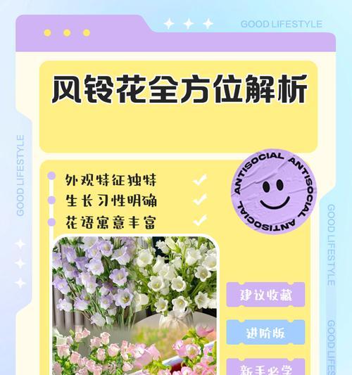 风铃花的花语含义和象征情感是什么？