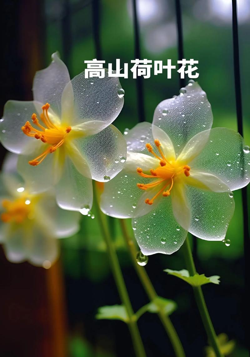 山荷叶花的花语是什么？它有哪些寓意？