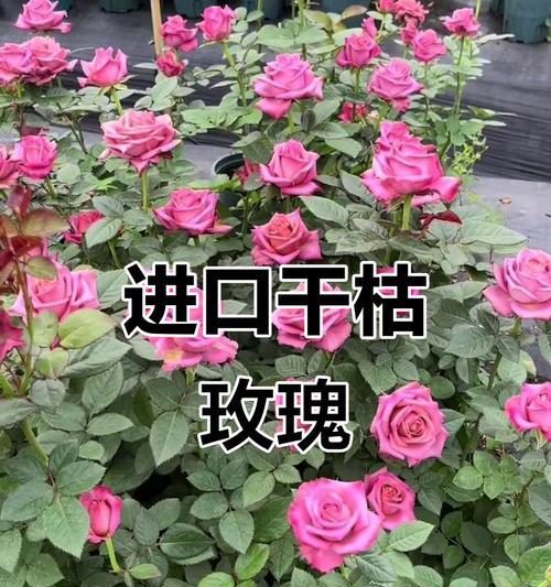 干枯玫瑰花的寓意和代表意义是什么？