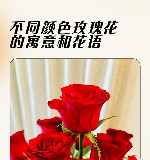干枯玫瑰花的寓意和代表意义是什么？
