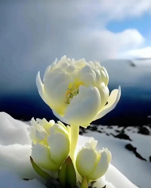 圣洁之花象征什么？花语中圣洁之花代表什么含义？