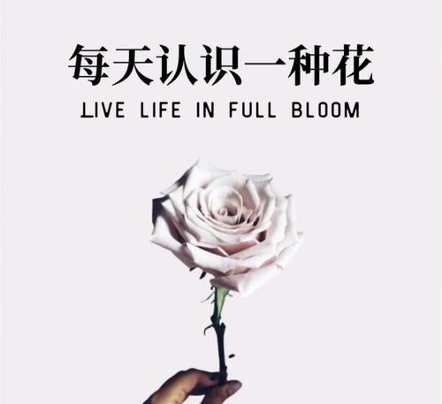 曼塔玫瑰代表什么？曼塔玫瑰的花语和寓意是什么？