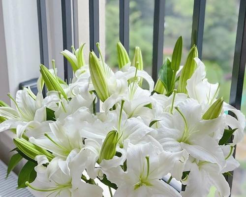 “莫忘”含义的花是什么？它的花语寓意是什么？