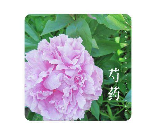 芍药的花语和象征意义是什么？