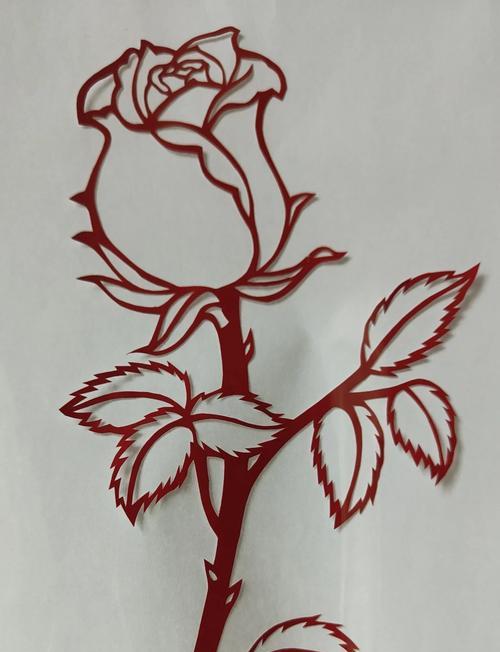 小白兔玫瑰的花语是什么？它象征着什么意义？