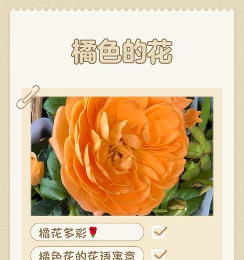 橘色花卉中哪些代表爱意？橘色花的花语是什么？