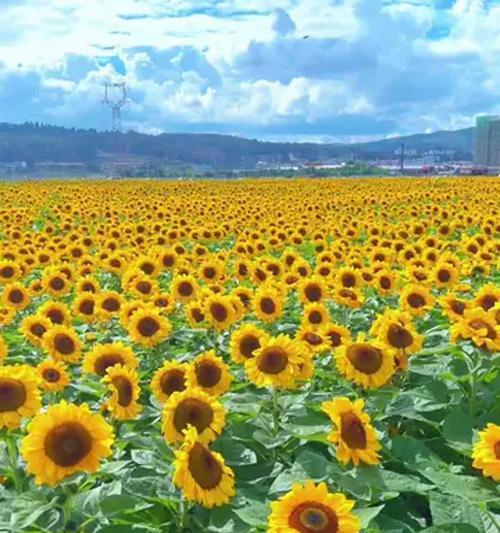 理想之花象征着什么？理想之花的花语是什么？