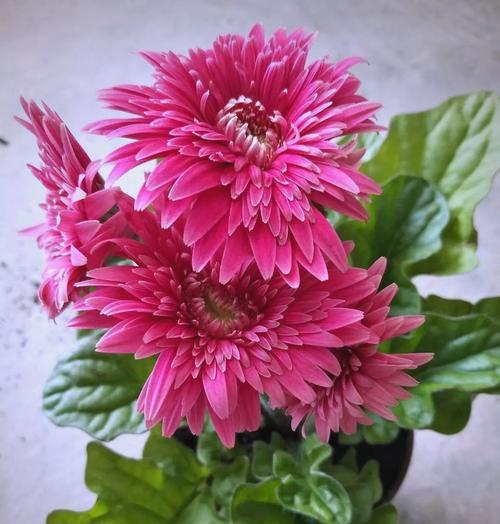 扶郎花代表什么？扶郎花的花语有哪些含义？
