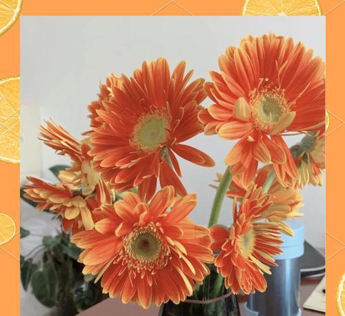 扶郎花代表什么？扶郎花的花语有哪些含义？