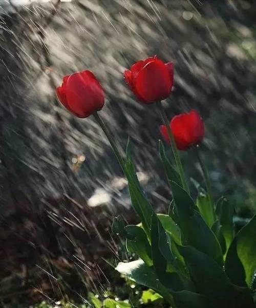 带雨的花有什么含义？雨中花朵的寓意是什么？
