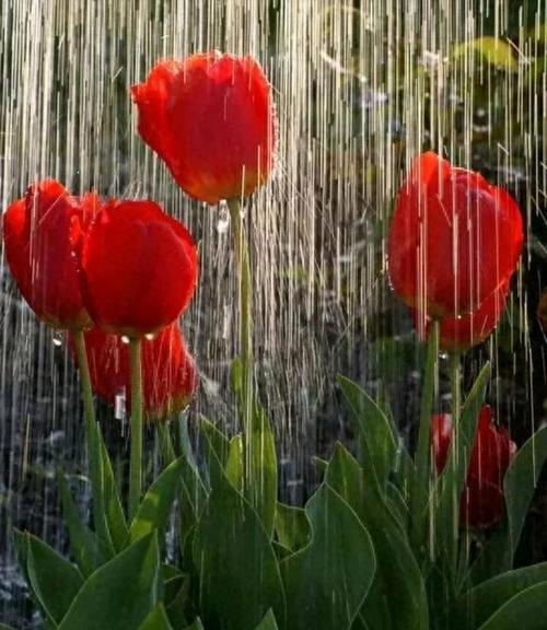 带雨的花有什么含义？雨中花朵的寓意是什么？