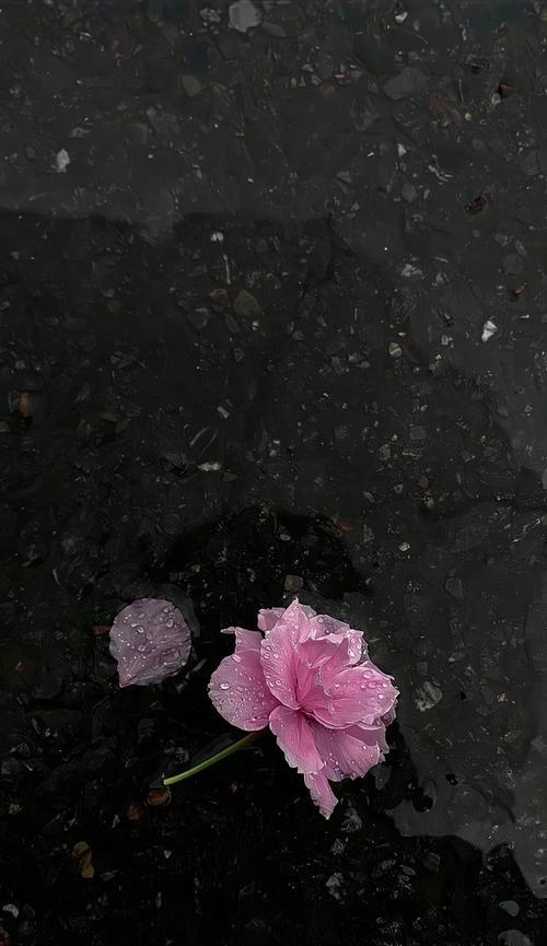 带雨的花有什么含义？雨中花朵的寓意是什么？