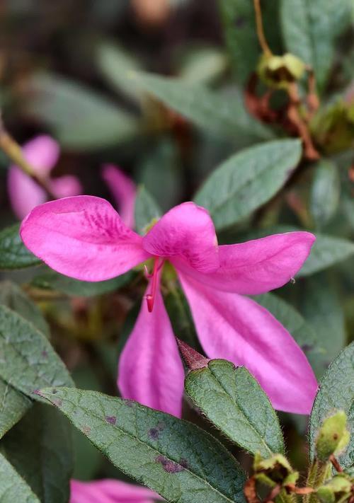 杜鹃花的花语及其象征意义是什么？