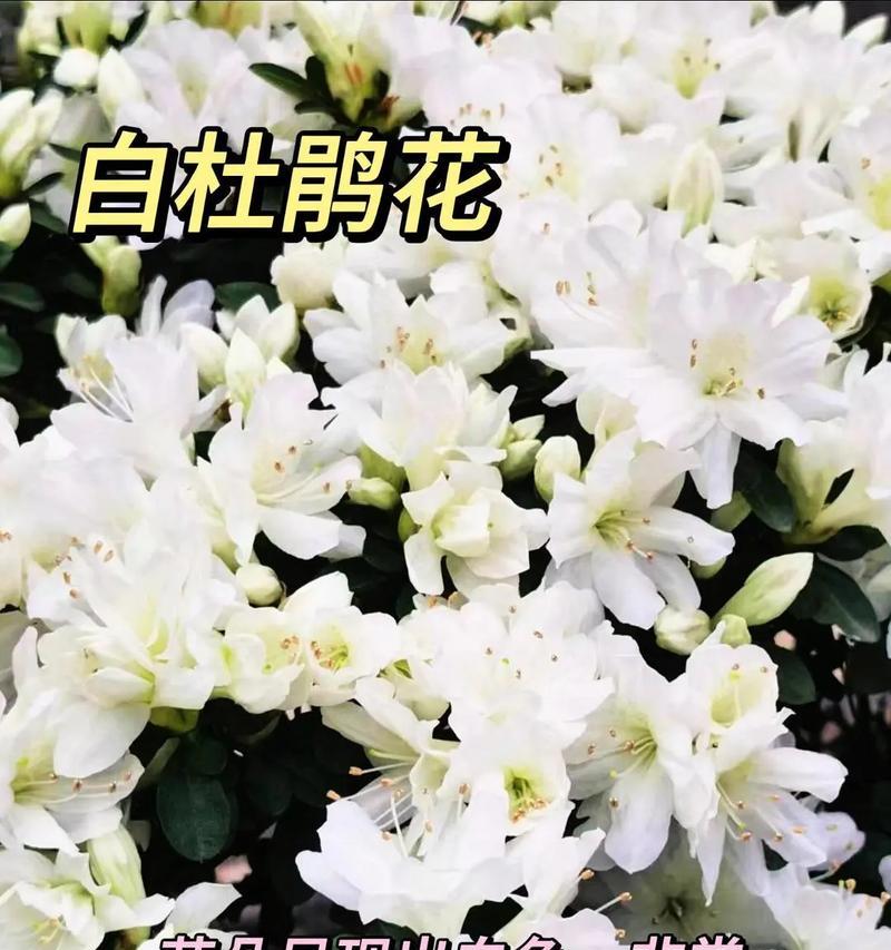 杜鹃花的花语及其象征意义是什么？