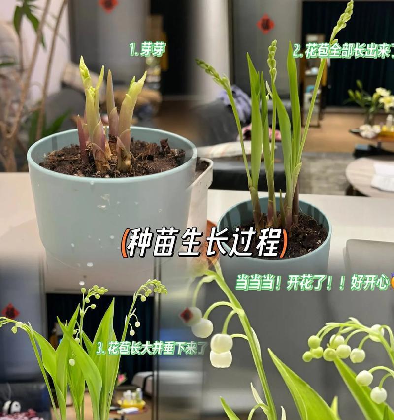 蓝铃花寓意是什么？使用禁忌有哪些？