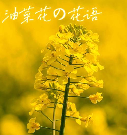 芬芳花象征着什么？花的含义花语是什么？