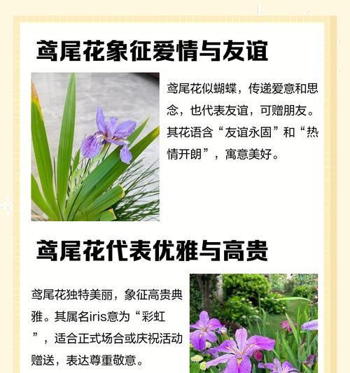 爱情的花语有哪些？哪些花象征爱情？