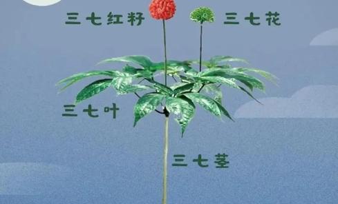 不同种类的花各自有什么含义？