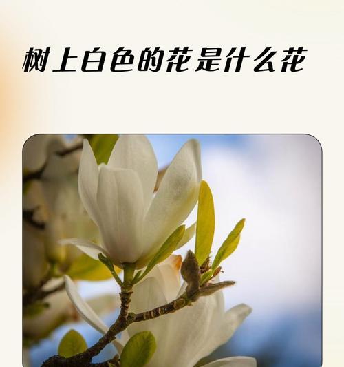 不同种类的花各自有什么含义？