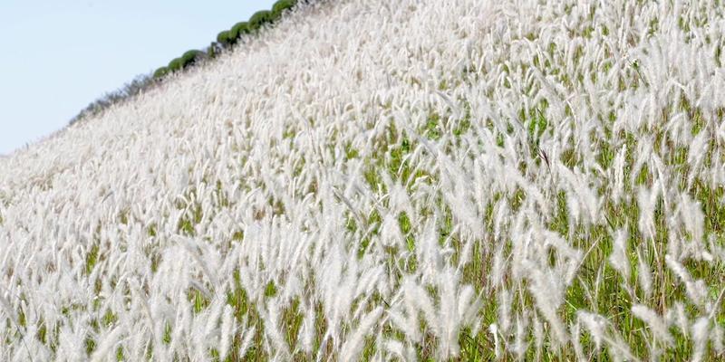 白茅花代表什么含义？这种植物的象征意义是什么？