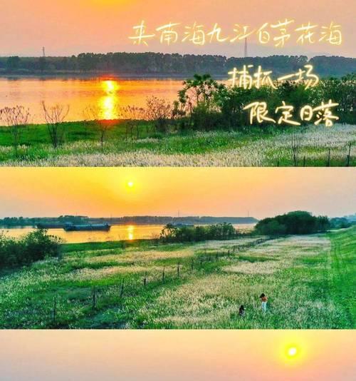 白茅花代表什么含义？这种植物的象征意义是什么？