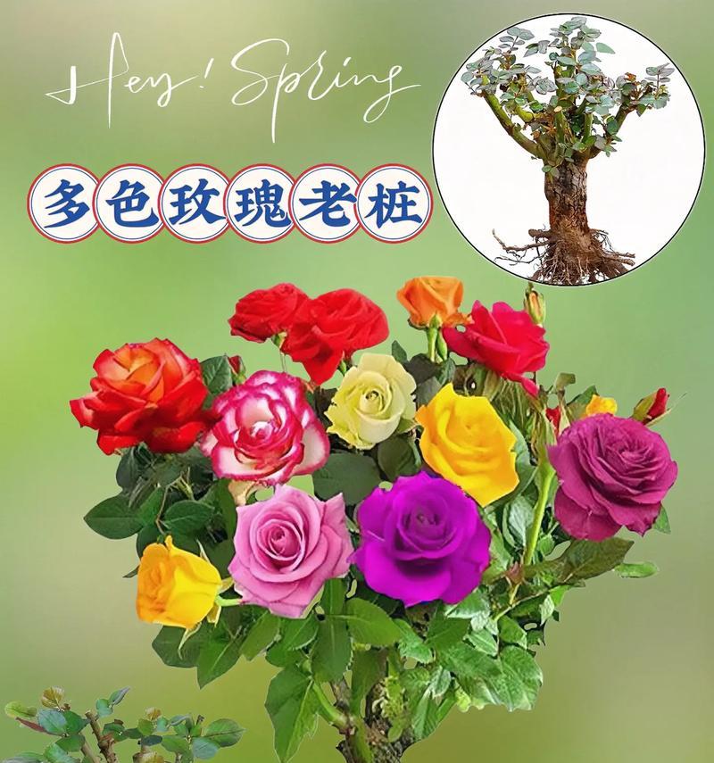 五颜六色的花象征着什么？