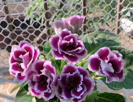 芙蓉花寓意和花语是什么？象征着什么？